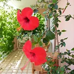 Apartamento Irena *